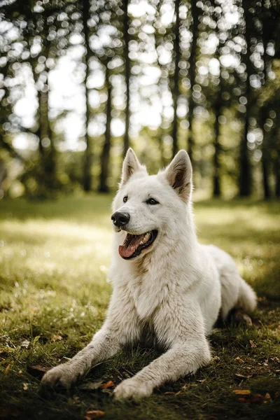 一只可爱的瑞士白牧羊犬躺在地上的垂直镜头 — 图库照片