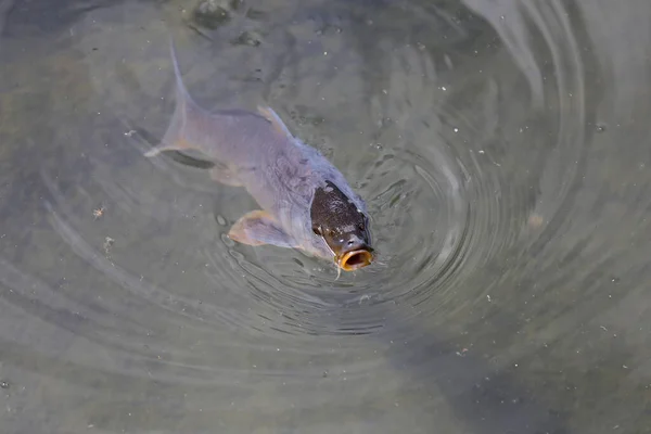 Une Énorme Carpe Est Sortie Eau — Photo