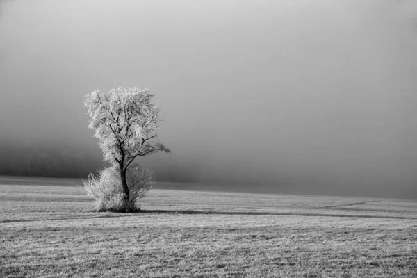 Uma Imagem Tons Cinza Uma Paisagem Inverno Com Árvores Cobertas — Fotografia de Stock