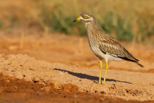 Een Selectieve Focus Shot Van Stone Curlew Bird — Stockfoto