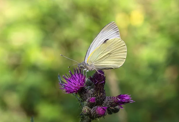 Foco Suave Uma Borboleta Branca Uma Flor Espinhosa Roxa Contra — Fotografia de Stock