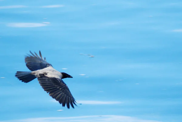 Closeup Shot Flying Hooded Crow Blue Sky Background — Stock Photo, Image