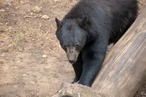 Zbliżenie Czarnego Niedźwiedzia Bawiącego Się Pobliżu Kłody Zoo Osnabruck Niemczech — Zdjęcie stockowe