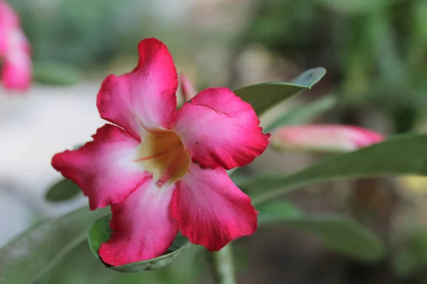 Primo Piano Bellissimo Deserto Rosa Salito Giardino — Foto Stock