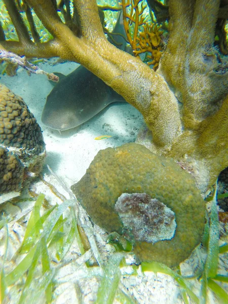 Úchvatný Záběr Podmořské Krajiny Tropickými Rybami Ostrově Caye Caulker — Stock fotografie