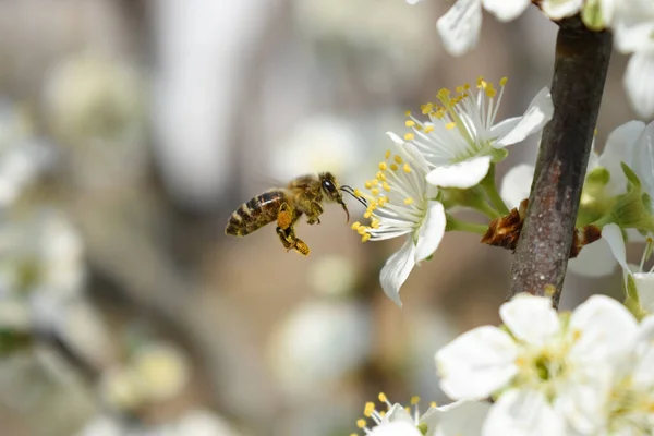 Eine Nahaufnahme Einer Biene Auf Schönen Kirschblüten — Stockfoto