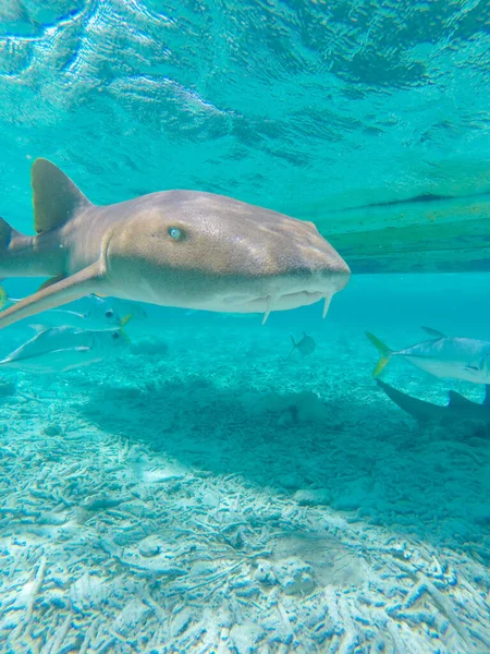 Hisnande Bild Ett Undervattenslandskap Med Tropiska Fiskar Caye Caulker — Stockfoto