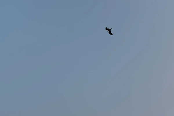 Низькокутний Знімок Птаха Літає — стокове фото