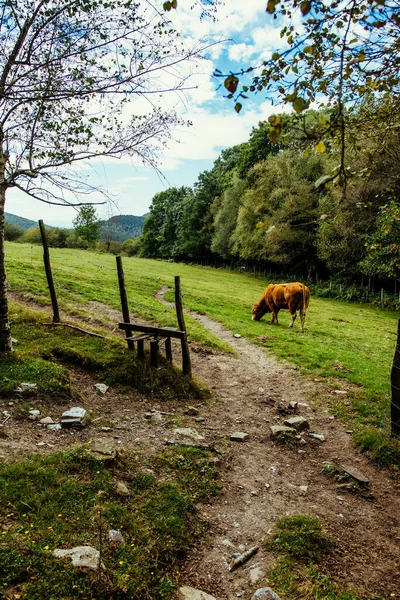 Enfoque Selectivo Una Increíble Vaca Marrón Las Tierras Cultivo País —  Fotos de Stock