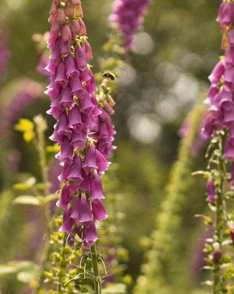 Närbild Digitalis — Stockfoto