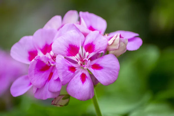 Tiro Foco Seletivo Pelargonium Rosa — Fotografia de Stock