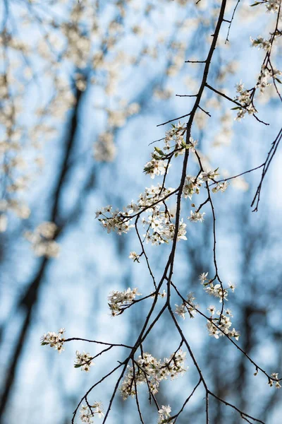 Tiro Close Belas Flores Cerejeira Branca Galho Árvore Primavera — Fotografia de Stock