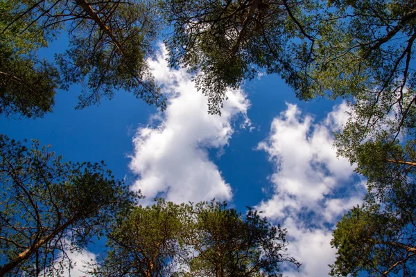 배경에 구름낀 하늘을 배경으로 각도의 나무들 — 스톡 사진