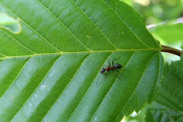 Yeşil Bir Yaprak Üzerinde Hareket Eden Siyah Bir Karınca Yakın — Stok fotoğraf