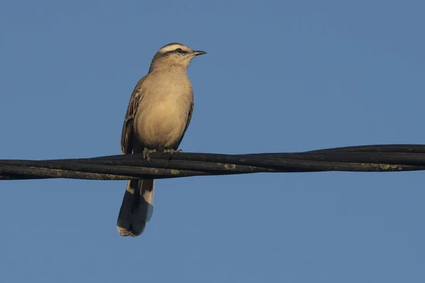 Een Close Van Een Europese Spreeuw Vogel Neergestreken Een Draad — Stockfoto