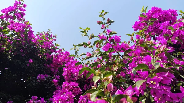 Belo Tiro Flores Bougainvillea Com Céu Cinza Fundo — Fotografia de Stock