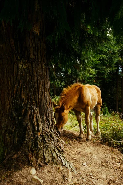 Spanya Nın Bask Bölgesi Ndeki Ormandaki Şaşırtıcı Kahverengi Atın Seçici — Stok fotoğraf