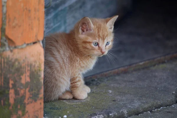 오렌지 고양이 — 스톡 사진