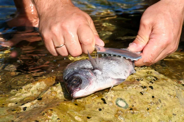 Closeup Shot Male Hands Scaling Fish — Stock Photo, Image