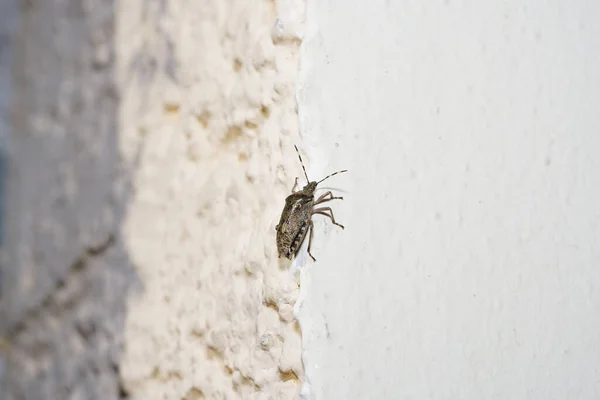 Primer Plano Insecto Aislado Una Superficie Piedra Blanca — Foto de Stock