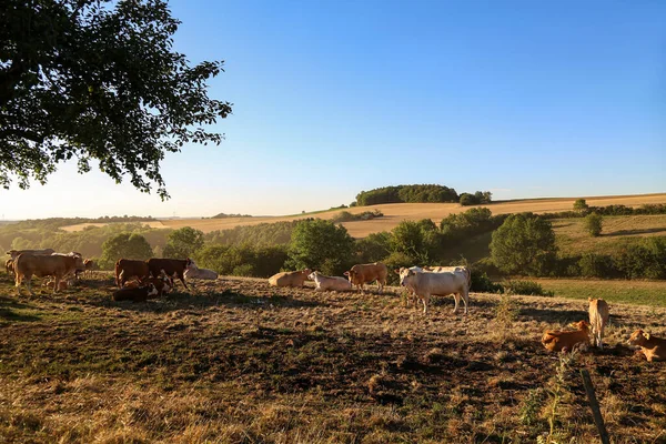 Stádo Krav Pastvinách Létě — Stock fotografie