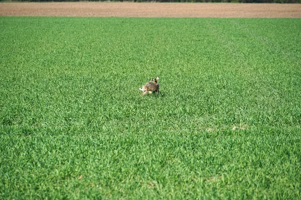 Colpo Due Simpatici Conigli Che Rincorrono Sul Prato Verde — Foto Stock