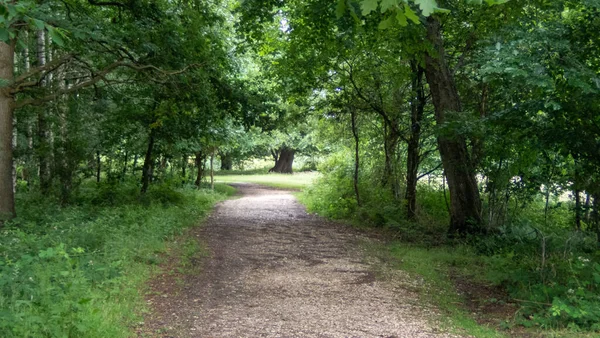 Camino Tierra Sombreado Través Los Bosques Bordeados Hierbas Árboles — Foto de Stock