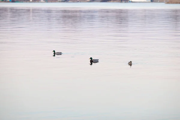 Eine Schöne Aufnahme Von Enten Die Abends Teich Schwimmen — Stockfoto