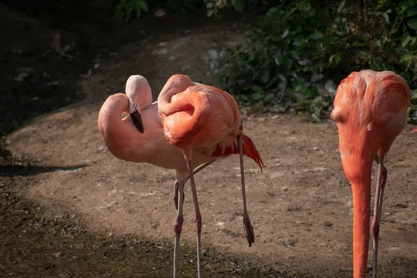 Eine Selektive Fokusaufnahme Von Rosa Flamingos Zoo Osnabrück Deutschland — Stockfoto