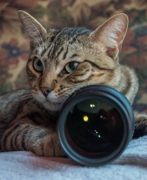 Close Gato Europeu Com Lente Câmera — Fotografia de Stock