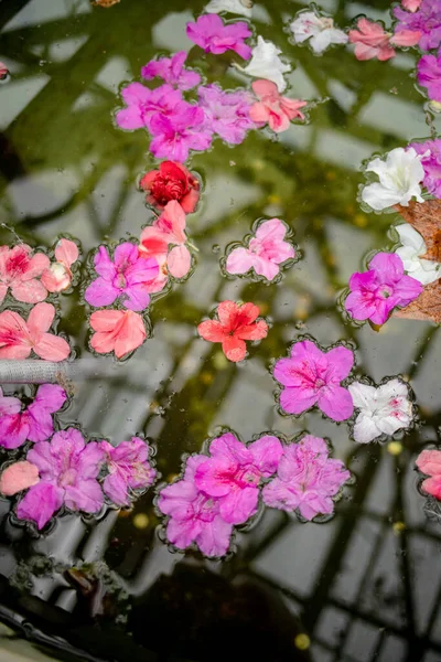 Hermosas Flores Flox Colores Agua — Foto de Stock