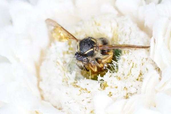 Eine Großaufnahme Einer Biene Die Auf Einer Weißen Blume Hockt — Stockfoto