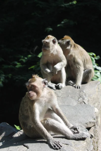 Eine Vertikale Aufnahme Einer Affengruppe Zoo — Stockfoto