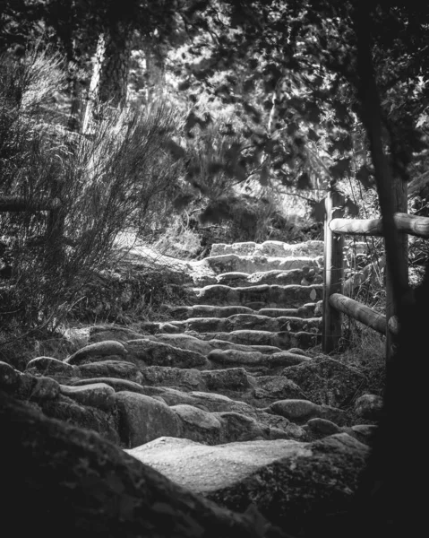 Grayscale Shot Rocky Path Forest — Stock Photo, Image