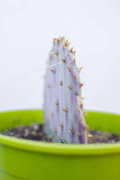Gros Plan Violet Pricklypear Dans Pot — Photo