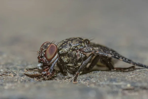 Makroaufnahme Einer Fliege Auf Dem Boden — Stockfoto