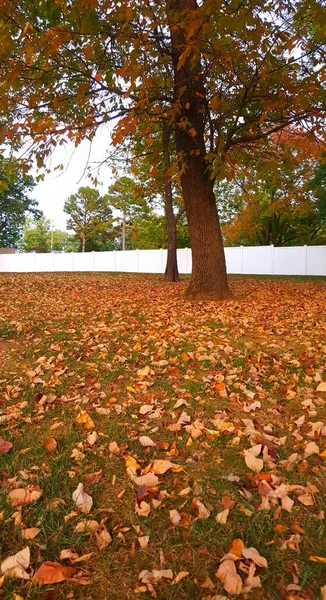 Eine Vertikale Aufnahme Von Bäumen Und Herbstblättern — Stockfoto