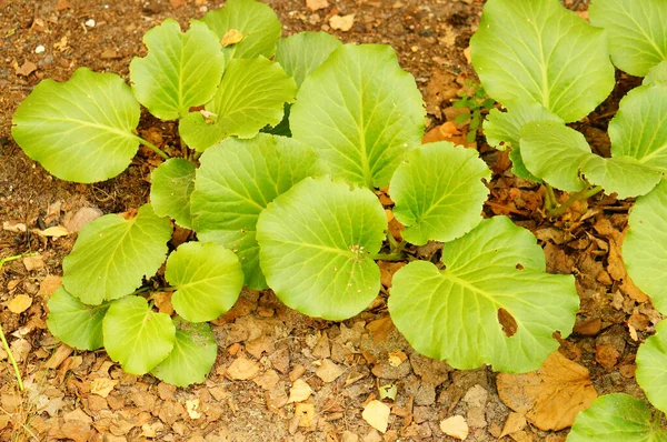 昼間に撮影された植物の葉の閉鎖 — ストック写真