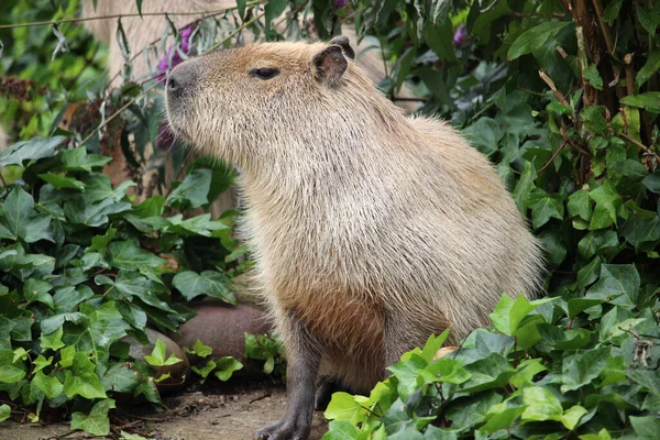 Primer Plano Capybara Vegetación —  Fotos de Stock