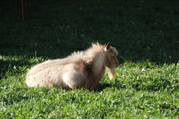 Closeup Shot Goat Lying Grass — Stock Photo, Image