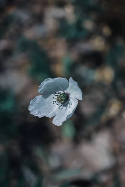 Вертикальный Селективный Снимок Белого Цветка Лесу — стоковое фото