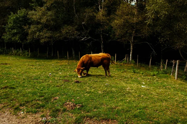 Μια Επιλεκτική Φωτογραφία Μιας Εκπληκτικής Καφέ Αγελάδας Στη Χώρα Των — Φωτογραφία Αρχείου
