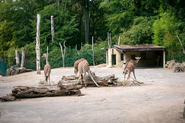 Une Prise Vue Sélective Des Cerfs Dans Zoo Osnabruck Allemagne — Photo