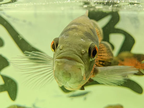 Akvaryumda Güzel Bir Balık Yemi Çekimi — Stok fotoğraf