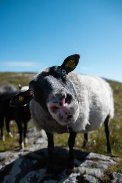 牧草地でカメラを見て好奇心羊の垂直ショット — ストック写真