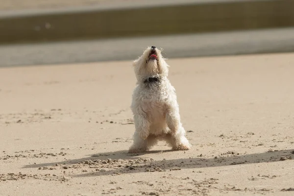 一只白狗在沙滩上玩耍的特写镜头 — 图库照片