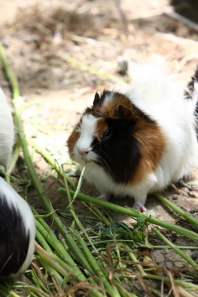 Gros Plan Hamsters Mignons Mangeant Herbe Verte — Photo