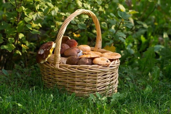 Closeup Fresh Forest Mushrooms Basket Green Grass — Stock Photo, Image