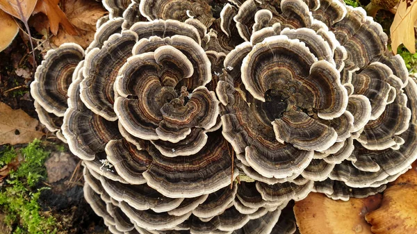 Primo Piano Trametes Versicolor Tronco Albero Morto — Foto Stock