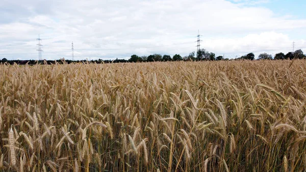 Een Landschap Shot Van Gouden Rogge Verbouwend Het Veld — Stockfoto